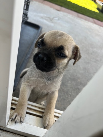Chihuahua – 4 Month Chug Puppy