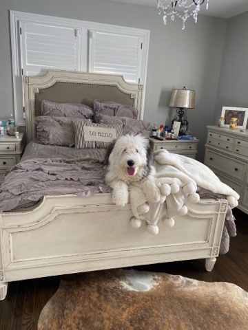 bring home old English sheepdog