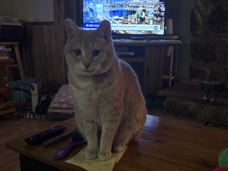 American Shorthair – needs new home – Waynesboro