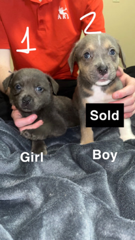 Labrador Husky – pitsky puppies.