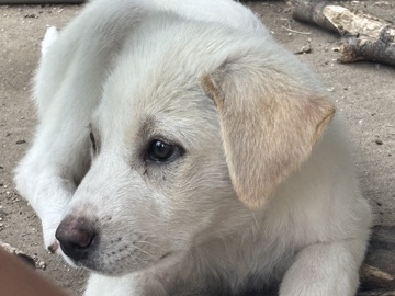Mixed Breed – Rehome puppy – Corsicana