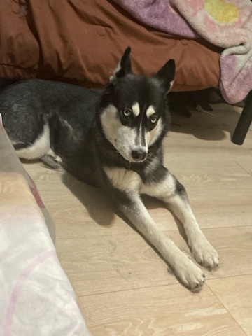 Siberian Husky – husky Siberian