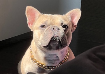 French Bulldog – Gucci The Frenchie  (Fawn & Blue Flufffy Carrier)
