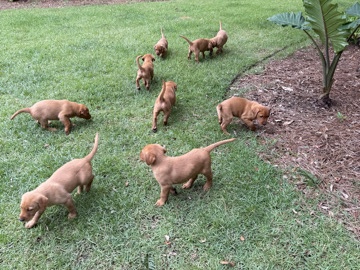 Labrador Retriever – Red Fox Labrador Retriever – Georgetown