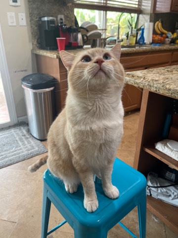 Rehome of Amazing cat