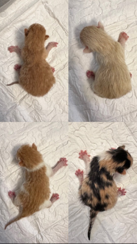 Kitties