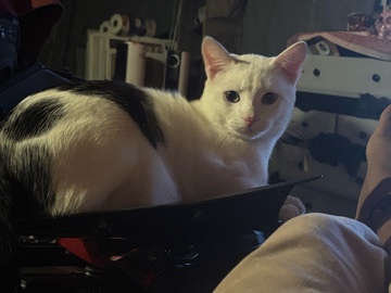 American Shorthair – rehome for moo moo – Baltimore