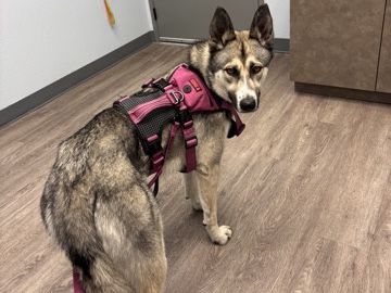 Mixed Breed – German Shepherd/Husky mix – Las Vegas