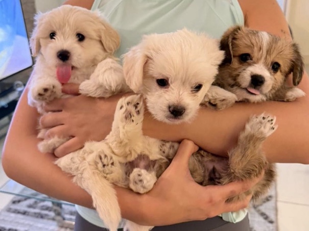 Maltese - Puppies (Maltese/Yorkies) available for adoption in Dubai
