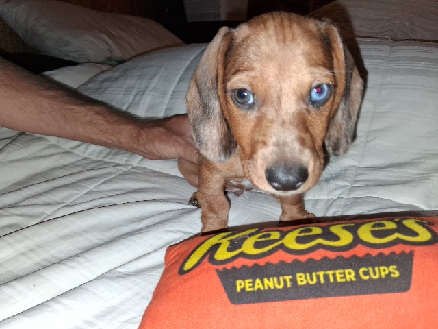 Sweet Dachshund Pups