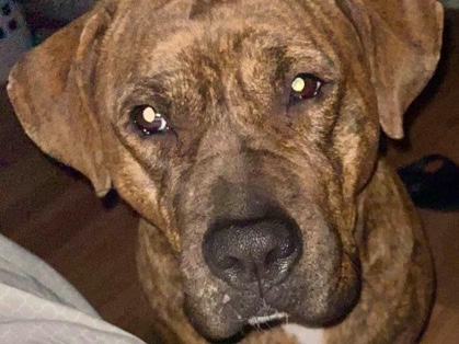 American Pit Bull Terrier – Meet Romeo🫶🏼 – Port Charlotte