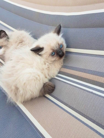 Ragdoll – Siamese/Ragdoll mix