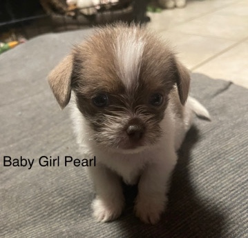 Shih Tzu – puppy for sale to good home