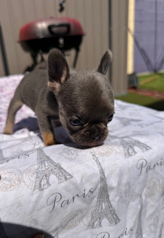 French bulldog puppies for sell I’m looking for buyers in the Los Angeles area if you are interested