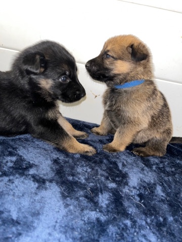 Belgian Shepherd Dog (Malinois) β Mal x pups