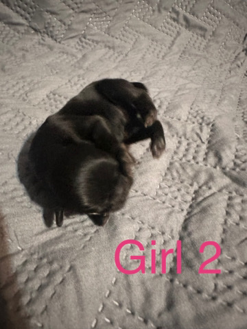 Shih Tzu – shih tzu