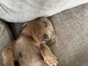 Dachshund – Dachshund – Sale