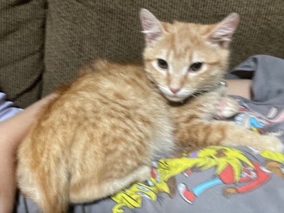 Russian White, Black and Tabby – Kitten for adoption
