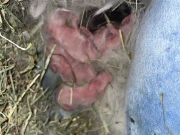 baby rabbits 