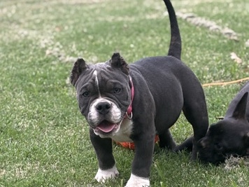 American Bulldog - bullies available for adoption in Tulsa