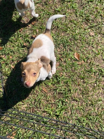 Chihuahua – Chihuahua puppies