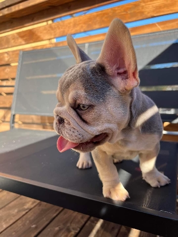 French Bulldog – french bull dogs puppies