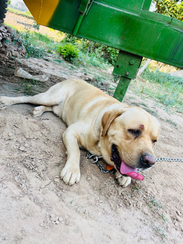 golden lab