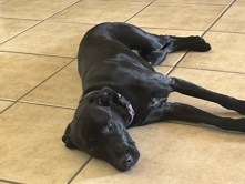 Labradoodle – NEEDS REHOMING ASAP – Nashville