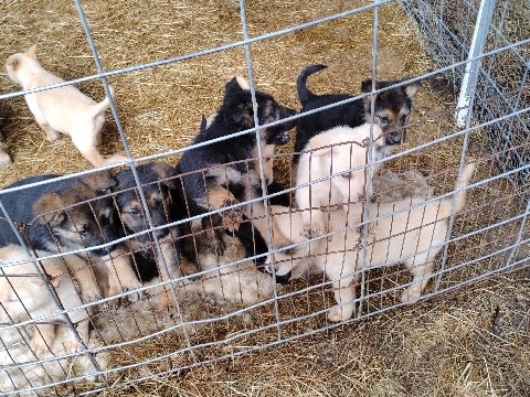 German Shepherd – German Shepherd puppies – Dallesport