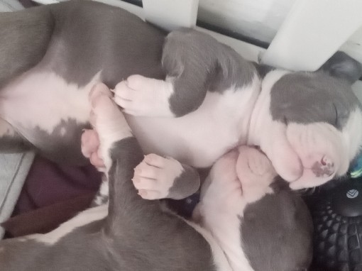American Pit Bull Terrier – absolutely flawless!!! PITTBULL Puppies..?.. – Anchorage
