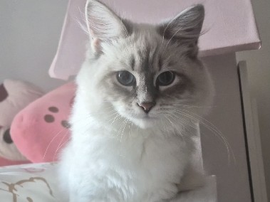 siberian blue lynx point – Kings County