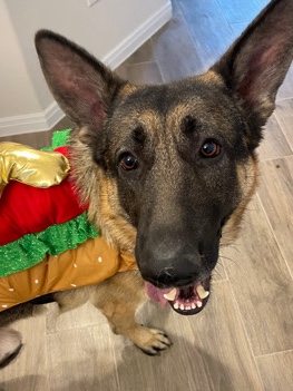 German Shepherd – trained pure bred German shepherd