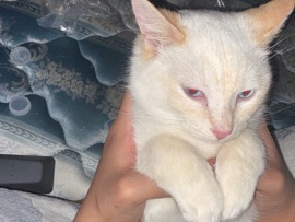 Siamese – sugar (flame point siamese) – Luther