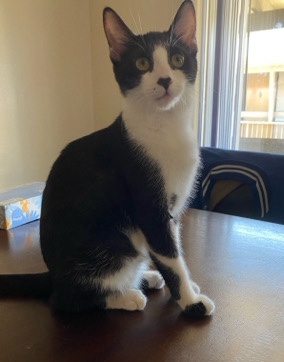 Oriental Bicolor – Domestic short cat