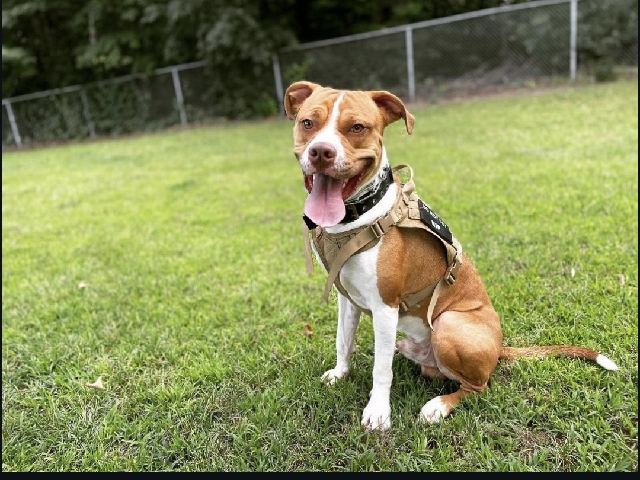 American Staffordshire Terrier – Rehome Americsn Staff/ Doberman