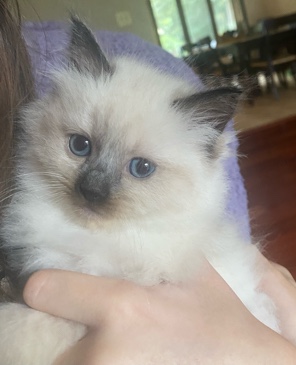 Ragdoll – ragdoll cat