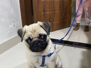 Pug – Pug puppy