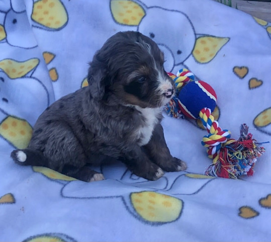 Yoda—Bernedoodle