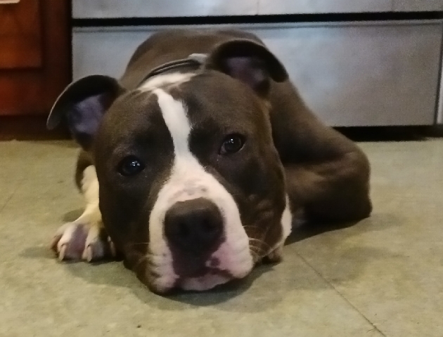 American Pit Bull Terrier – Bluenose Pitbull
