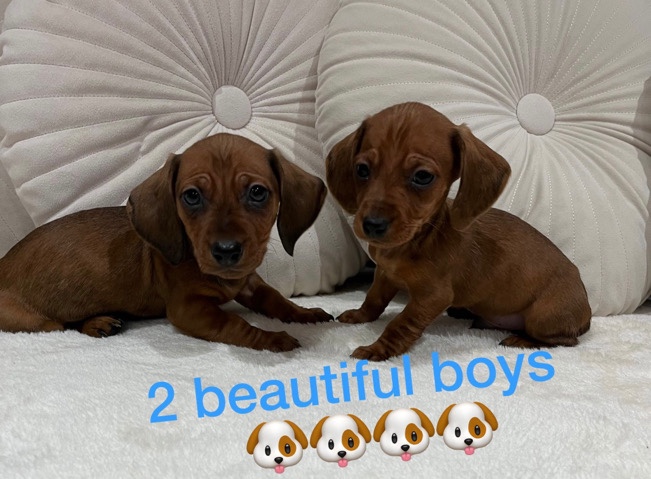 Dachshund – Dachshund puppy’s