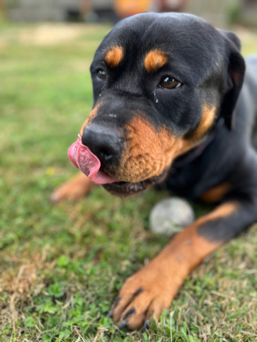 Golden Retriever – Golden Rottie Puppies