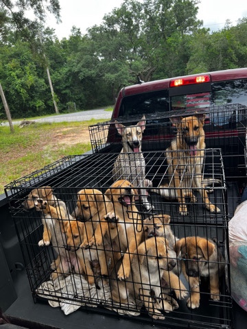 German Shepherd – shepsky puppies for sale.