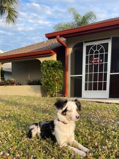 Miniature Australian Shepherd – Minnie Aussie