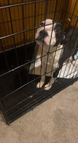 American Pit Bull Terrier – Female Black&White Brindle Pitbull
