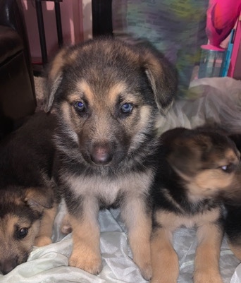 German Shepherd β German Shepherd Pup