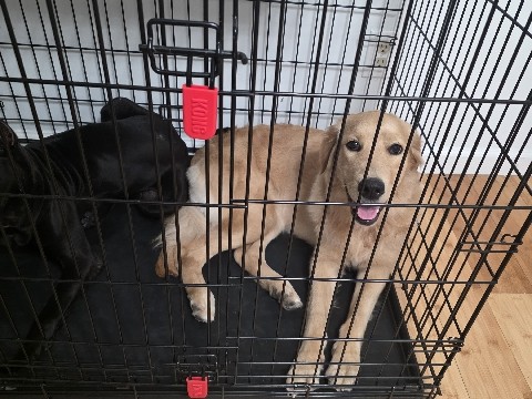 Golden Retriever – KC Registered Golden Retriever - 10 Months Old - Richmond County – Richmond County