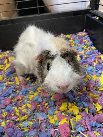 Any – Guinea Pig Rehoming