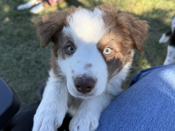 9 week old PB Border Collie