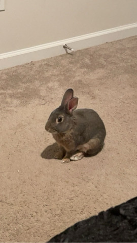 American – energetic rabbit