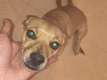 Australian Kelpie – 2 dogs – Maricopa